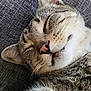 cat, tabby_cat, sleeping, close_up, fur, whiskers, pink_nose, relaxed, pet, animal, indoor, cozy, resting, face, cute, feline, texture, soft, peaceful, muzzle