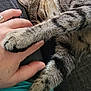 cat, tabby, paw, hand, human, feline, pet, couch, gray, striped, fur, relaxing, indoor, closeup, affection, touch, comfort, resting, clothing, casual