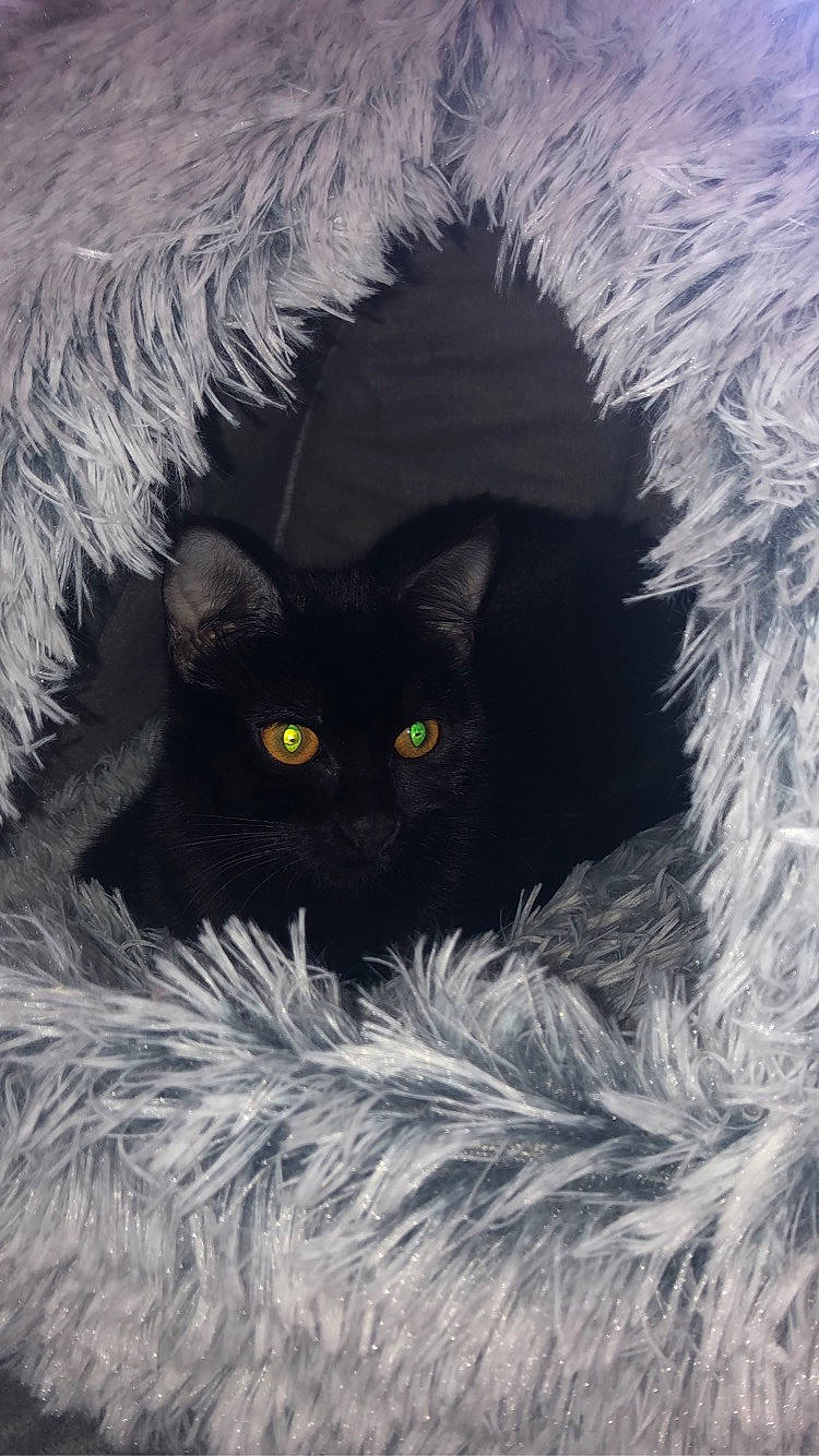 Prada a rejoint le concours — aidez-le/la à gagner de superbes lots ! black_and_white, black_cat, bombay, carnivore, cat, domestic_long_haired_cat, eye, felidae, fur, iris, nebelung, norwegian_forest_cat, small_to_medium_sized_cats, whiskers