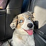 puppy, dog, australian_shepherd, merle_coat, blue_eyes, tongue_out, car_interior, leather_seat, backseat, window_light, sunbeam, fur, nose, whiskers, happy, pet, closeup, sitting, passenger, adorable