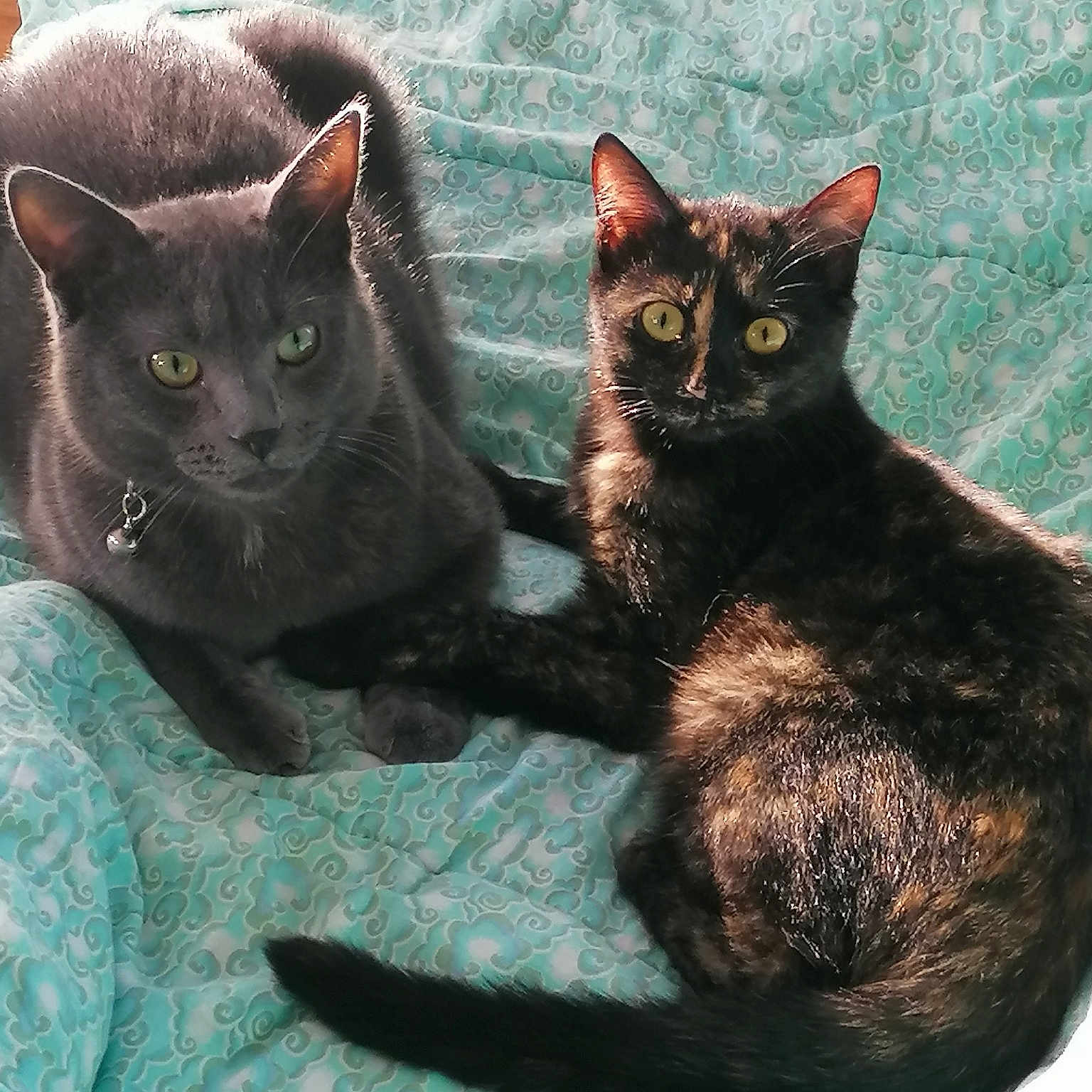 Fripouille Flocon Pépite