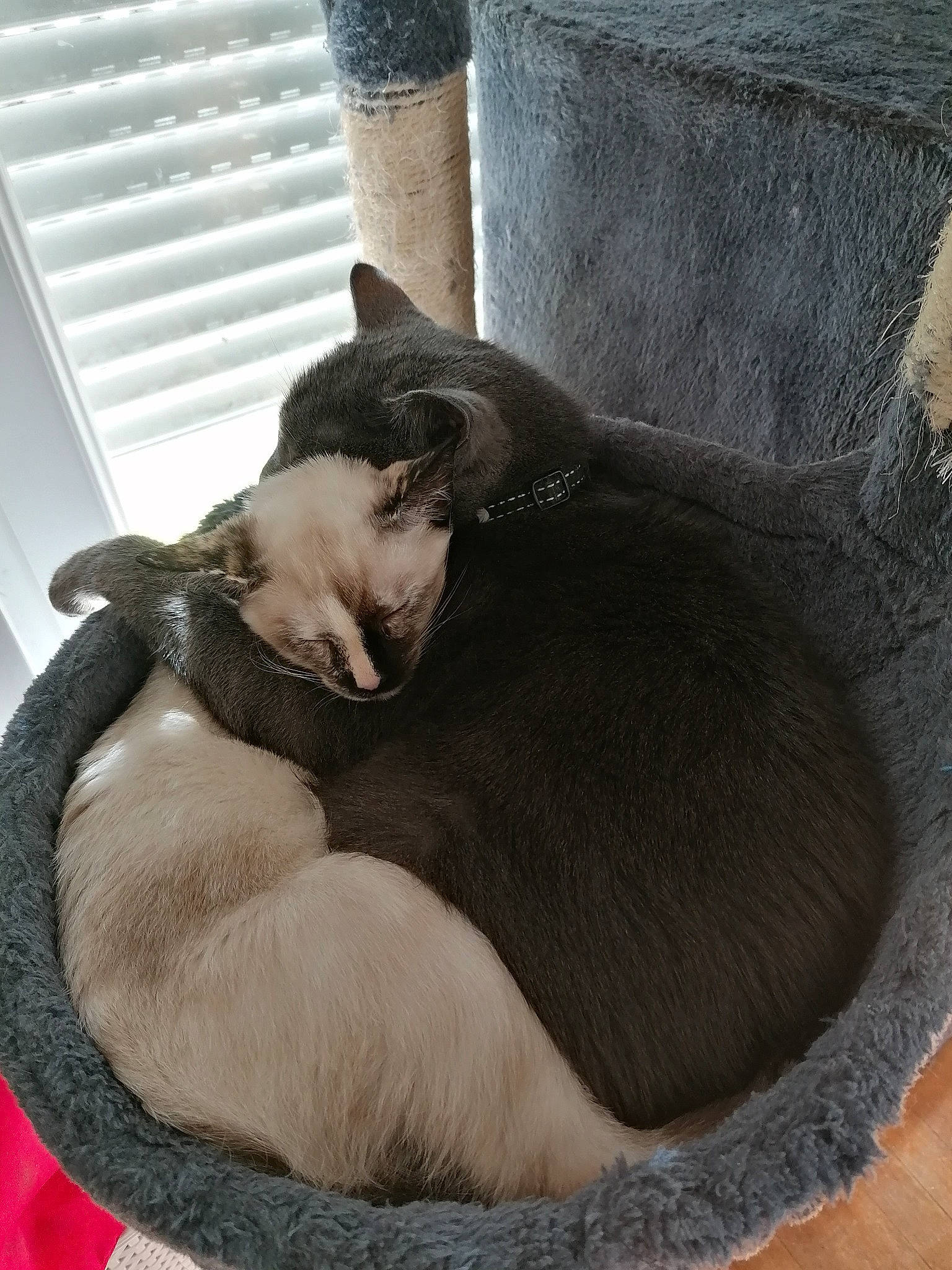 Fripouille Flocon Pépite a rejoint le concours — aidez-le/la à gagner de superbes lots ! black_cat, canidae, carnivore, cat, cat_bed, cat_supply, comfort, dog_breed, domestic_short_haired_cat, fawn, felidae, fur, grey, pet_supply, small_to_medium_sized_cats, snout, tail, terrestrial_animal, whiskers, window