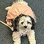 accessory, adorable, animal, black_fur, carpet, companion, costume, cute, dog, domestic_animal, fluffy, fur, indoor, leash, looking_up, lying_down, pet, pink_dress, small_dog, white_fur