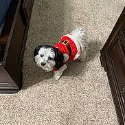 Oreo is registered to the contest to win money with this photo: dog, small_dog, pet, carpet, indoor, furniture, brown_furniture, red_clothing, holiday_outfit, santa_costume, cute, curious, black_and_white_fur, looking_up, standing, home, cozy, festive, animal, companion