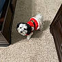 dog, small_dog, pet, carpet, indoor, furniture, brown_furniture, red_clothing, holiday_outfit, santa_costume, cute, curious, black_and_white_fur, looking_up, standing, home, cozy, festive, animal, companion