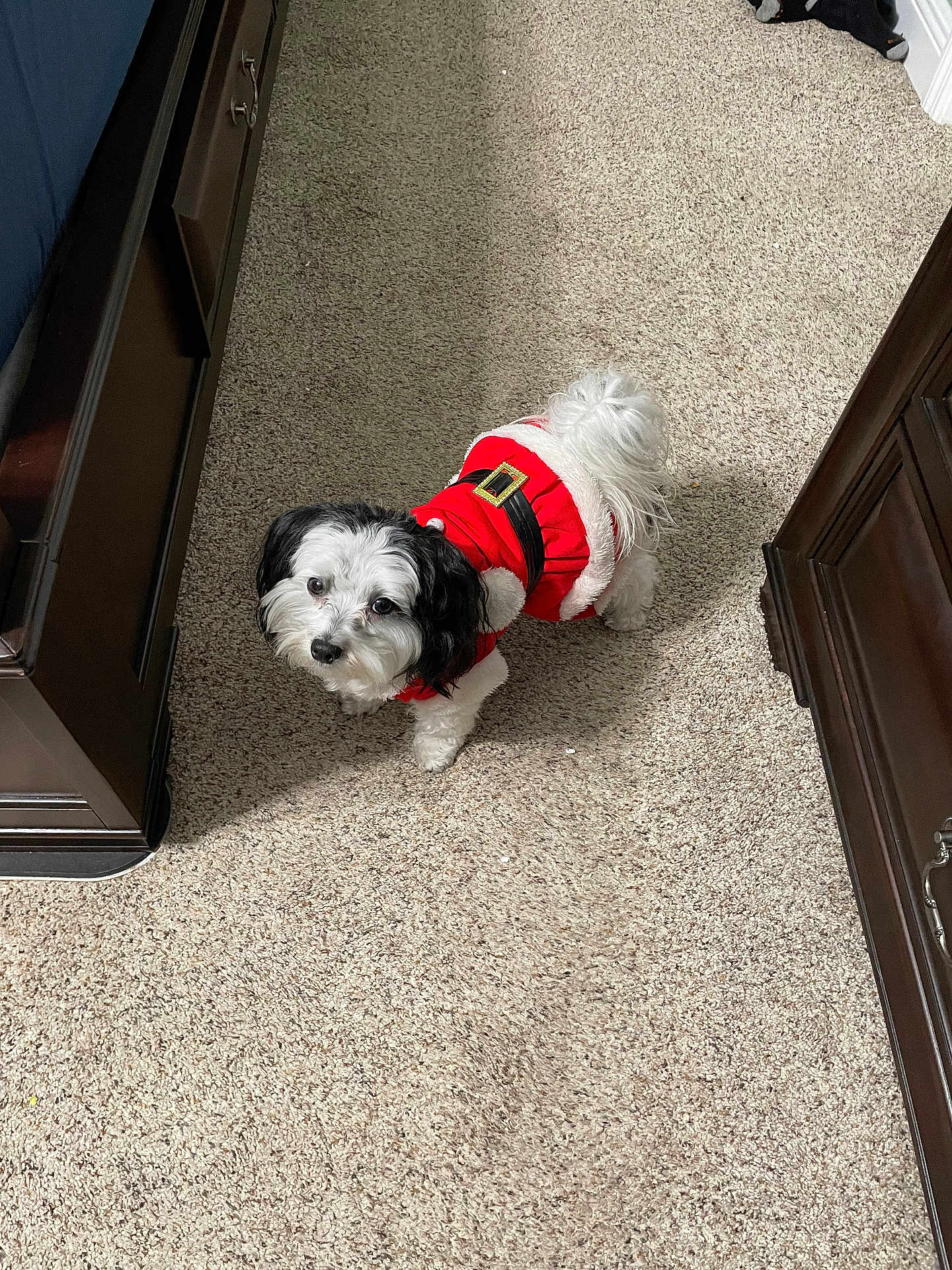 Oreo is registered to the contest to win money with this photo: dog, small_dog, pet, carpet, indoor, furniture, brown_furniture, red_clothing, holiday_outfit, santa_costume, cute, curious, black_and_white_fur, looking_up, standing, home, cozy, festive, animal, companion