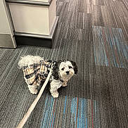 Oreo joined the competition — help win amazing prizes! animal, black, carpet, clothing, companion, curious, cute, dog, domestic, floor, fluffy, indoor, leash, looking_up, pet, plaid, small_dog, standing, walking, white