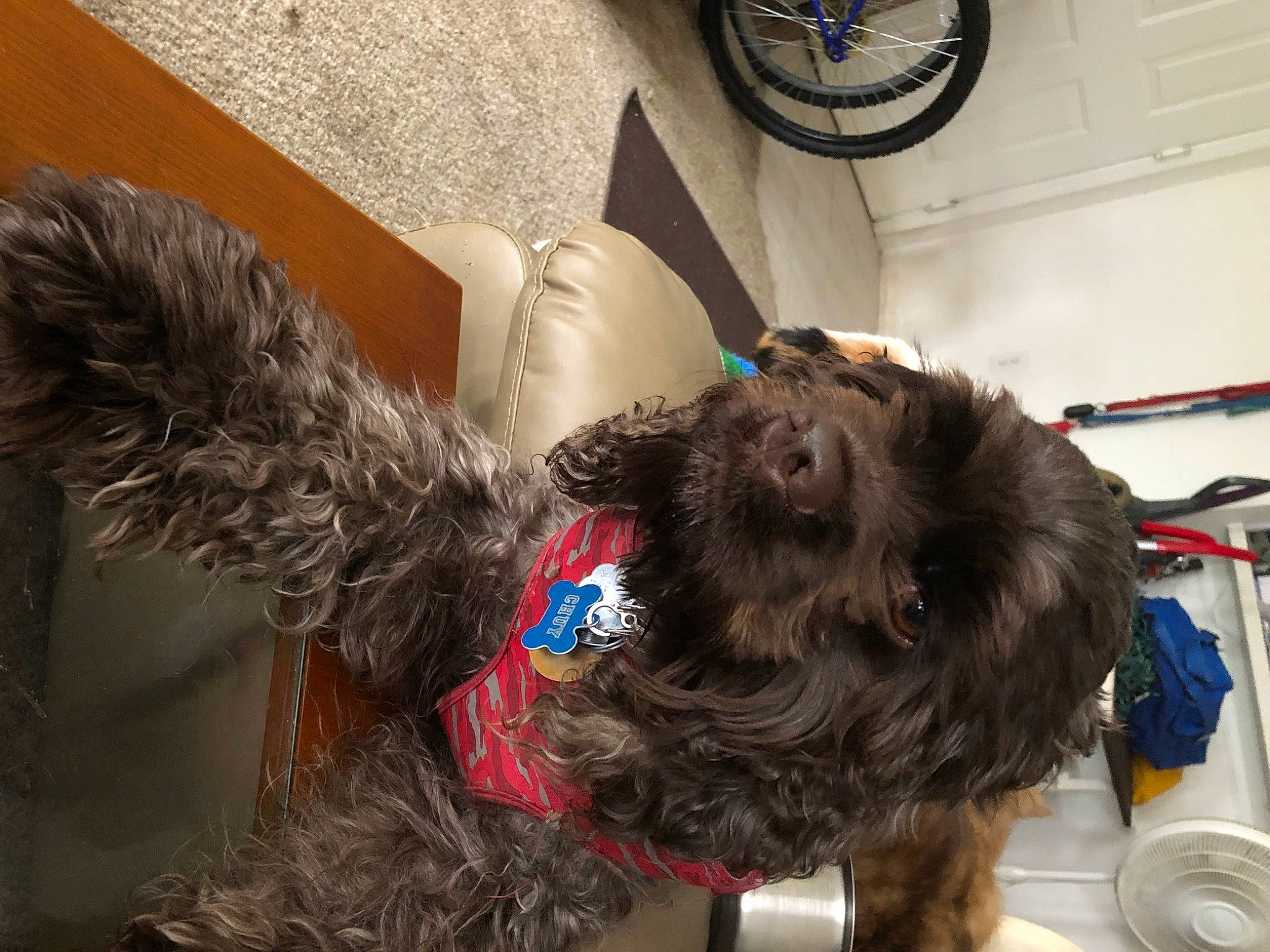 Chuy joined the competition — help win amazing prizes! automotive_tire, bicycle_tire, carnivore, collar, companion_dog, dog, dog_breed, dog_collar, dog_supply, ear, leash, liver, pet_supply, snout, sporting_group, tail, terrier, tire, wheel, working_animal