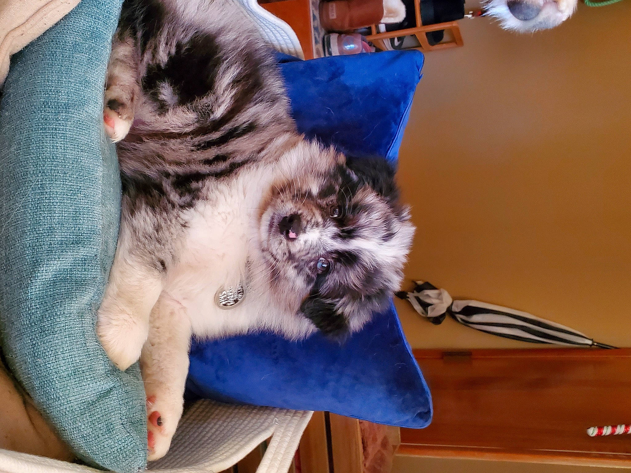 Finnegan joined the competition — help win amazing prizes! carnivore, cat, claw, comfort, companion_dog, domestic_short_haired_cat, electric_blue, felidae, fur, nap, paw, small_to_medium_sized_cats, snout, tail, whiskers