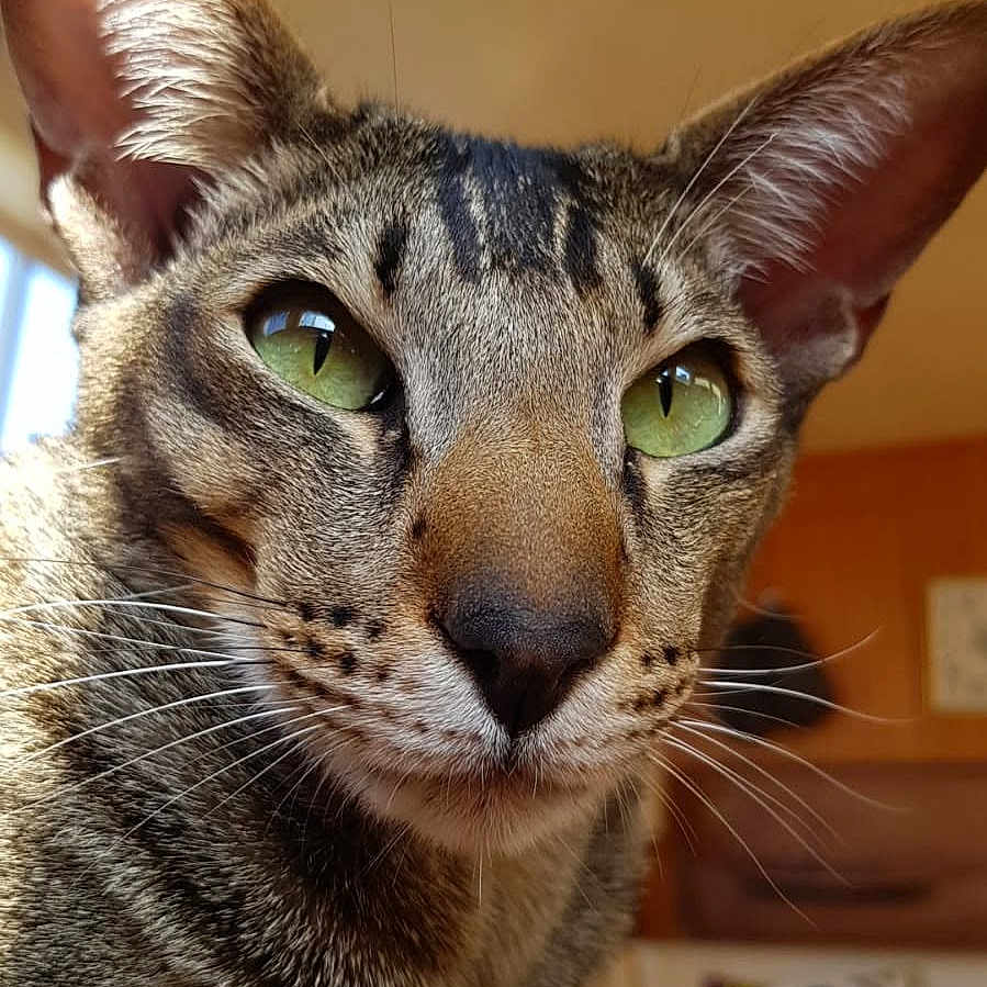 Simon participe au concours pour gagner de l'argent avec cette photo : cat, close_up, green_eyes, ears, whiskers, fur, paws, indoor, resting, animal, pet, portrait, cute, feline, tabby, muzzle, nose, focus, domestic_cat, relaxed