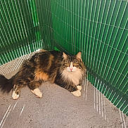 Luna a rejoint le concours — aidez-le/la à gagner de superbes lots ! animal, cat, concrete, corner, ears, eyes, fence, floor, fluffy, fur, green, outdoor, paws, pet, relaxed, resting, shadow, sunlight, tabby, whiskers