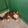 animal, cat, concrete, corner, ears, eyes, fence, floor, fluffy, fur, green, outdoor, paws, pet, relaxed, resting, shadow, sunlight, tabby, whiskers