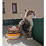 Luna a rejoint le concours — aidez-le/la à gagner de superbes lots ! animal, balcony, calm, cat, curious, daylight, domestic, fence, fluffy, glass_orb, outdoor, pet, potted_plant, shadow, sunlight, tabby, table, white_chest, white_paws, window
