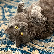 Lizzy joined the competition — help win amazing prizes! animal, cat, close_up, curious, cute, domestic_cat, feline, fluffy, gray_fur, indoor, lying_down, patterned_rug, pet, playful, portrait, relaxed, rug, soft_fur, whiskers, yellow_eyes