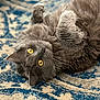 animal, cat, close_up, curious, cute, domestic_cat, feline, fluffy, gray_fur, indoor, lying_down, patterned_rug, pet, playful, portrait, relaxed, rug, soft_fur, whiskers, yellow_eyes