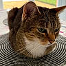 Ted a rejoint le concours — aidez-le/la à gagner de superbes lots ! cat, tabby_cat, pet, animal, feline, indoor, closeup, sitting, mat, table, window, blurred_background, whiskers, fur, ears, face, green_eyes, domestic_cat, resting, cozy
