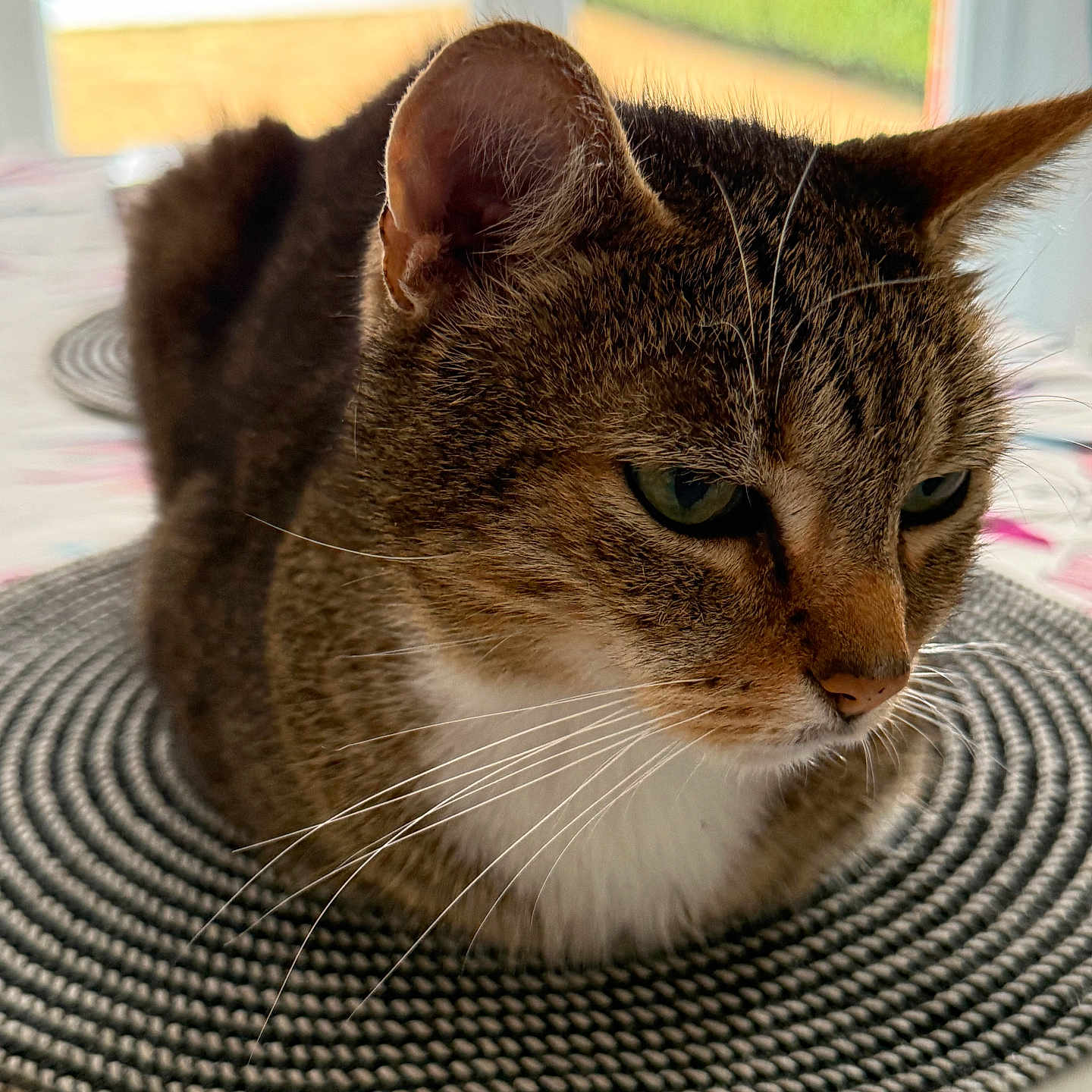 Ted a rejoint le concours — aidez-le/la à gagner de superbes lots ! cat, tabby_cat, pet, animal, feline, indoor, closeup, sitting, mat, table, window, blurred_background, whiskers, fur, ears, face, green_eyes, domestic_cat, resting, cozy