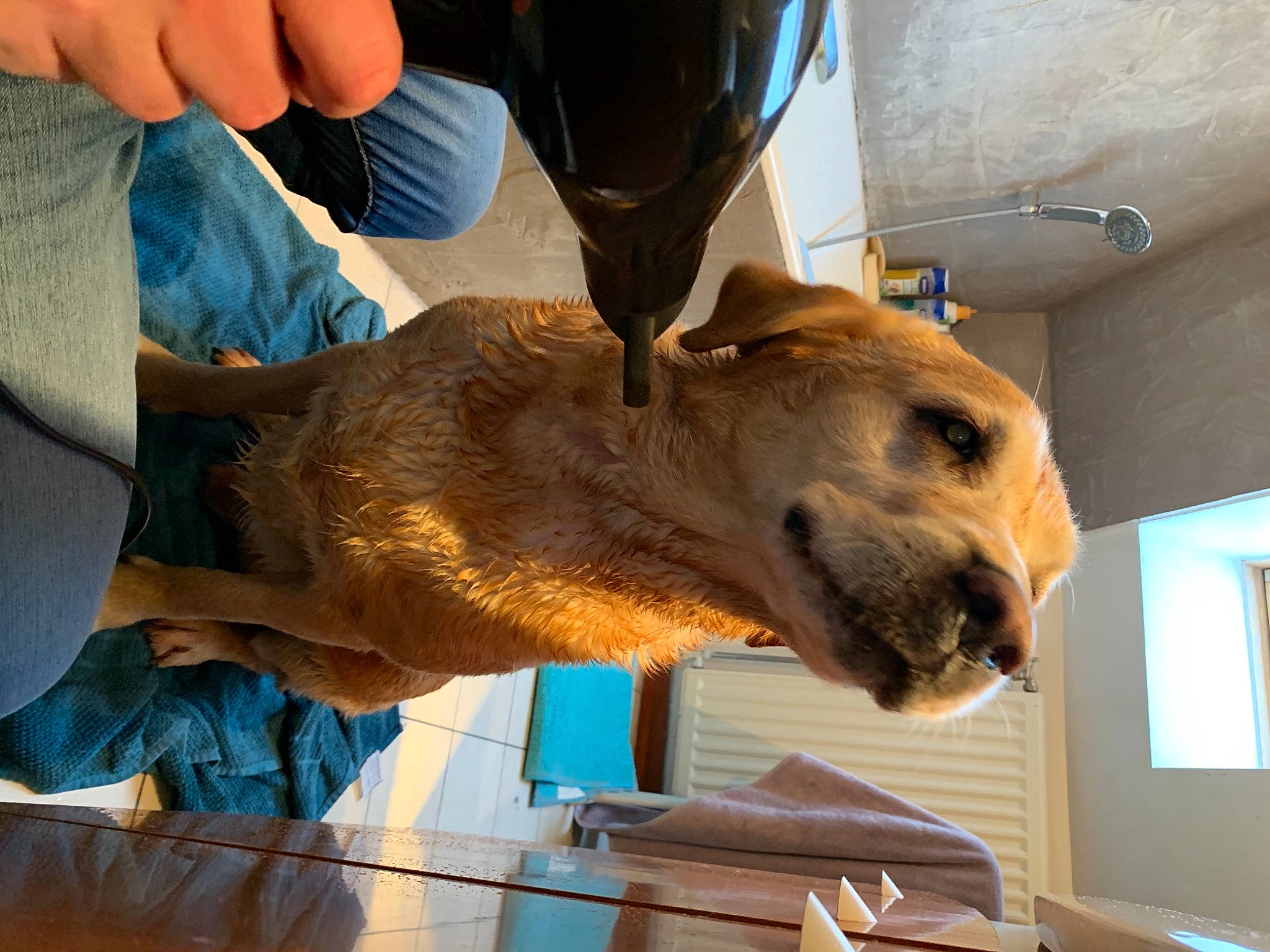 Malibu participe au concours pour gagner de l'argent avec cette photo : canidae, carnivore, deer, dog_breed, fawn, felidae, flooring, fur, metal, snout, sporting_group, terrestrial_animal, whiskers, wildlife, window, working_animal