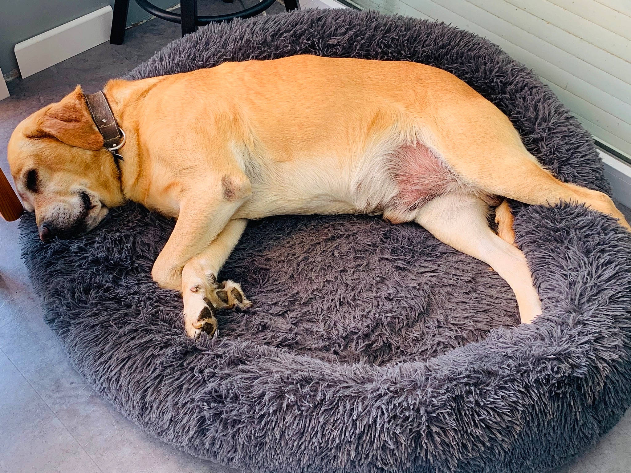 Malibu a rejoint le concours — aidez-le/la à gagner de superbes lots ! carnivore, chair, collar, comfort, companion_dog, dog, dog_bed, dog_breed, dog_supply, fawn, flooring, fur, guard_dog, liver, paw, pet_supply, sporting_group, tail, terrestrial_animal, working_animal