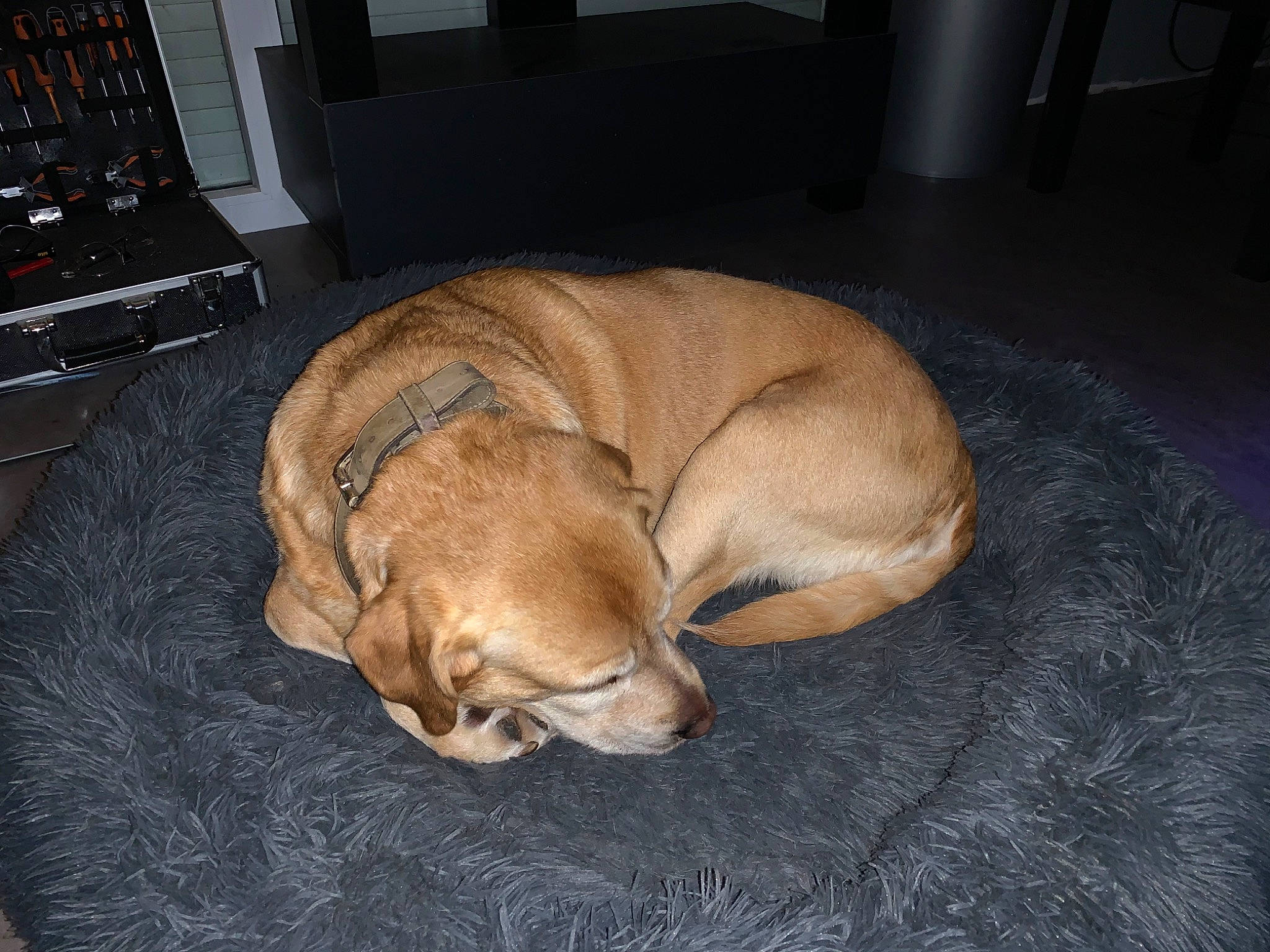 Malibu participe au concours pour gagner de l'argent avec cette photo : carnivore, comfort, companion_dog, computer_keyboard, dog, dog_bed, dog_breed, dog_supply, fawn, flooring, hardwood, input_device, liver, nap, paw, pet_supply, sporting_group, tail, whiskers, working_animal