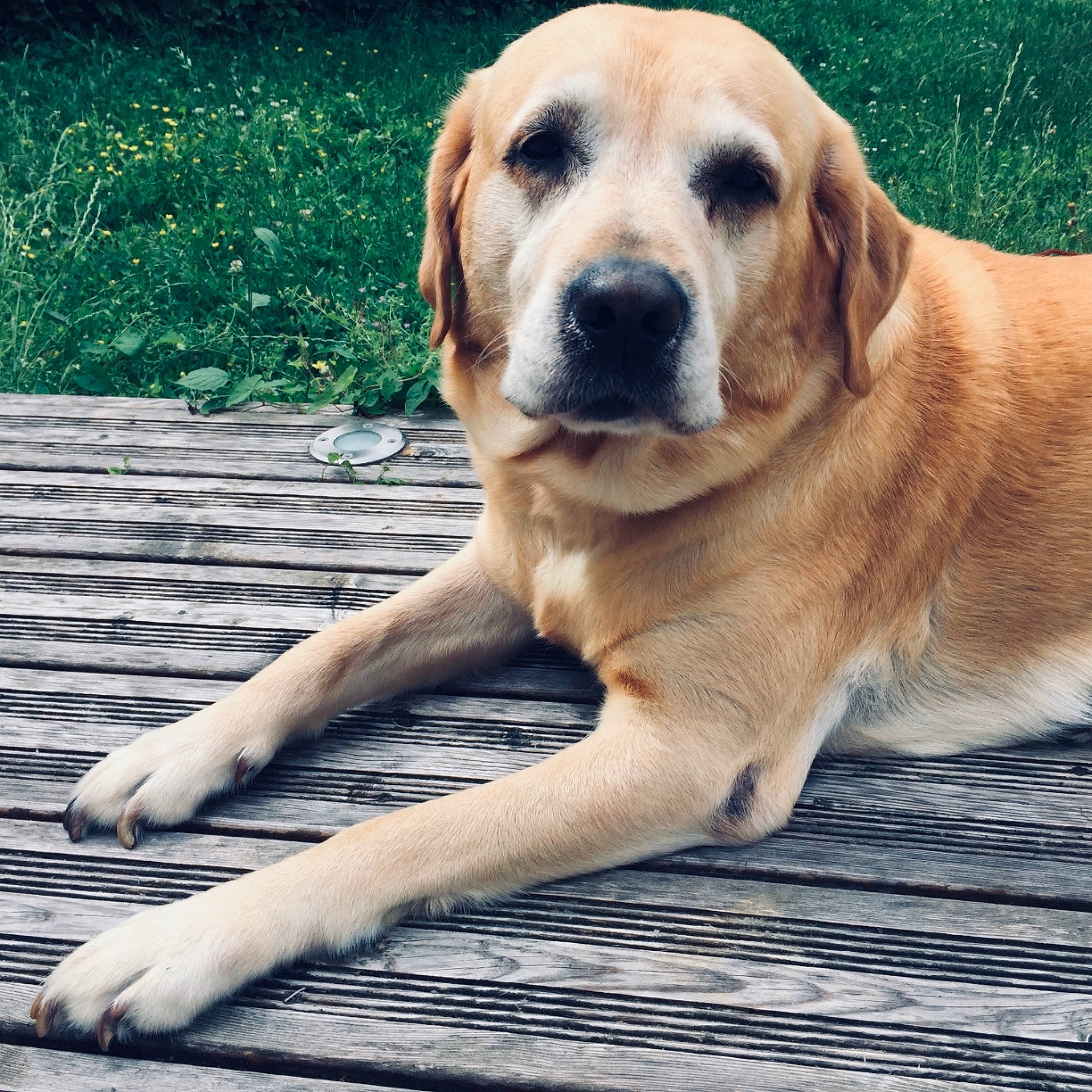 Malibu a rejoint le concours — aidez-le/la à gagner de superbes lots ! canidae, carnivore, companion_dog, dog, dog_breed, eye, flooring, fur, grass, labrador_retriever, paw, plant, puppy, sitting, terrestrial_animal, whiskers, wildlife, wood, working_animal, working_dog