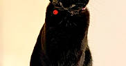 Sparky is registered to the contest to win money with this photo: black_cat, cat, pet, animal, indoor, collar, bell, curious, sitting, feline, whiskers, ears, fur, portrait, looking_up, domestic_animal, cute, alert, mammal, single_animal