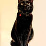 black_cat, cat, pet, animal, indoor, collar, bell, curious, sitting, feline, whiskers, ears, fur, portrait, looking_up, domestic_animal, cute, alert, mammal, single_animal
