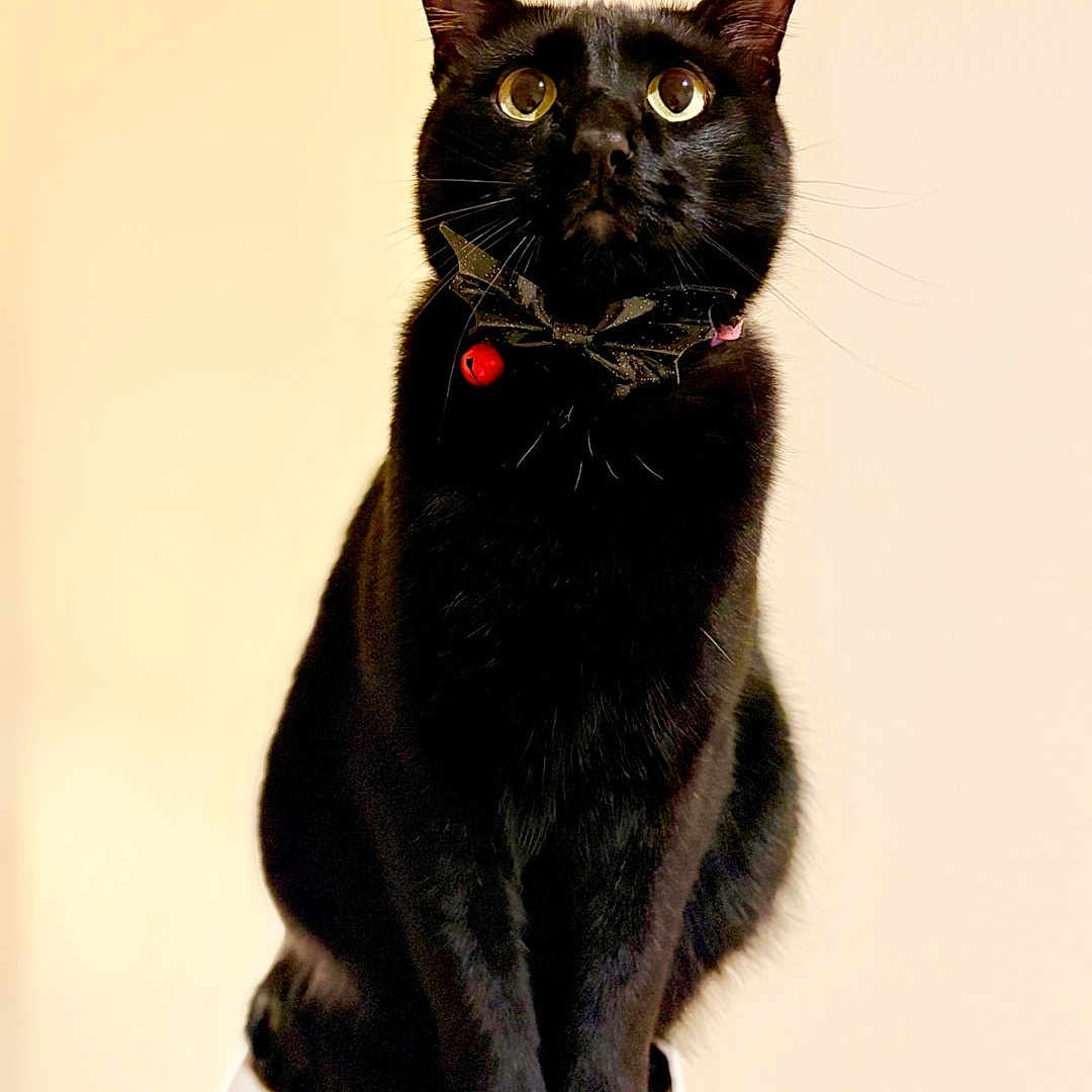Sparky is registered to the contest to win money with this photo: black_cat, cat, pet, animal, indoor, collar, bell, curious, sitting, feline, whiskers, ears, fur, portrait, looking_up, domestic_animal, cute, alert, mammal, single_animal