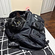 Sparky is registered to the contest to win money with this photo: black_cat, backpack, bedspread, indoor, curious_cat, black_and_white, zipper, door, wood_floor, bed, furniture, pet, animal, whiskers, eyes, ears, fabric, handle, room, cozy