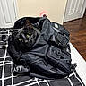 black_cat, backpack, bedspread, indoor, curious_cat, black_and_white, zipper, door, wood_floor, bed, furniture, pet, animal, whiskers, eyes, ears, fabric, handle, room, cozy
