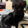 Sparky joined the competition — help win amazing prizes! black_cat, cat, pet, animal, indoor, bed, blanket, feline, yellow_eyes, collar, curious, resting, cozy_room, purses, television, decor, furniture, tail, whiskers, domestic_animal