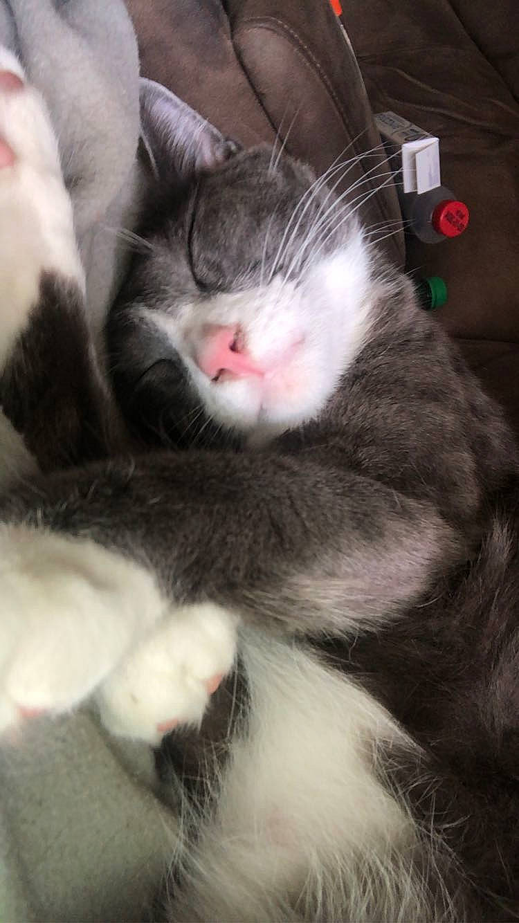 Fern is registered to the contest to win money with this photo: carnivore, cat, claw, comfort, domestic_short_haired_cat, felidae, fur, metal, paw, small_to_medium_sized_cats, snout, tail, whiskers