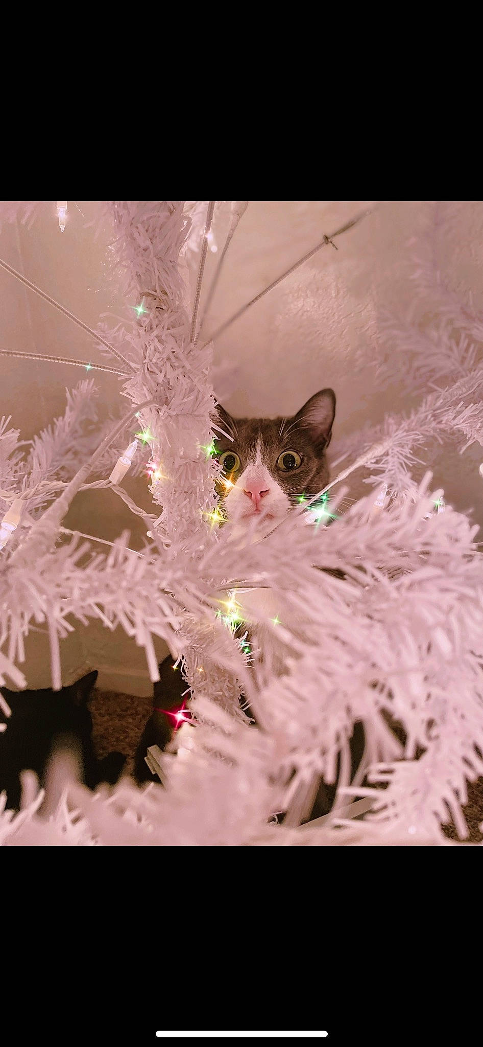 Fern joined the competition — help win amazing prizes! carnivore, cat, christmas, christmas_decoration, christmas_ornament, conifer, event, fawn, felidae, fur, holiday, organism, ornament, plant, small_to_medium_sized_cats, snout, tail, twig, whiskers, window