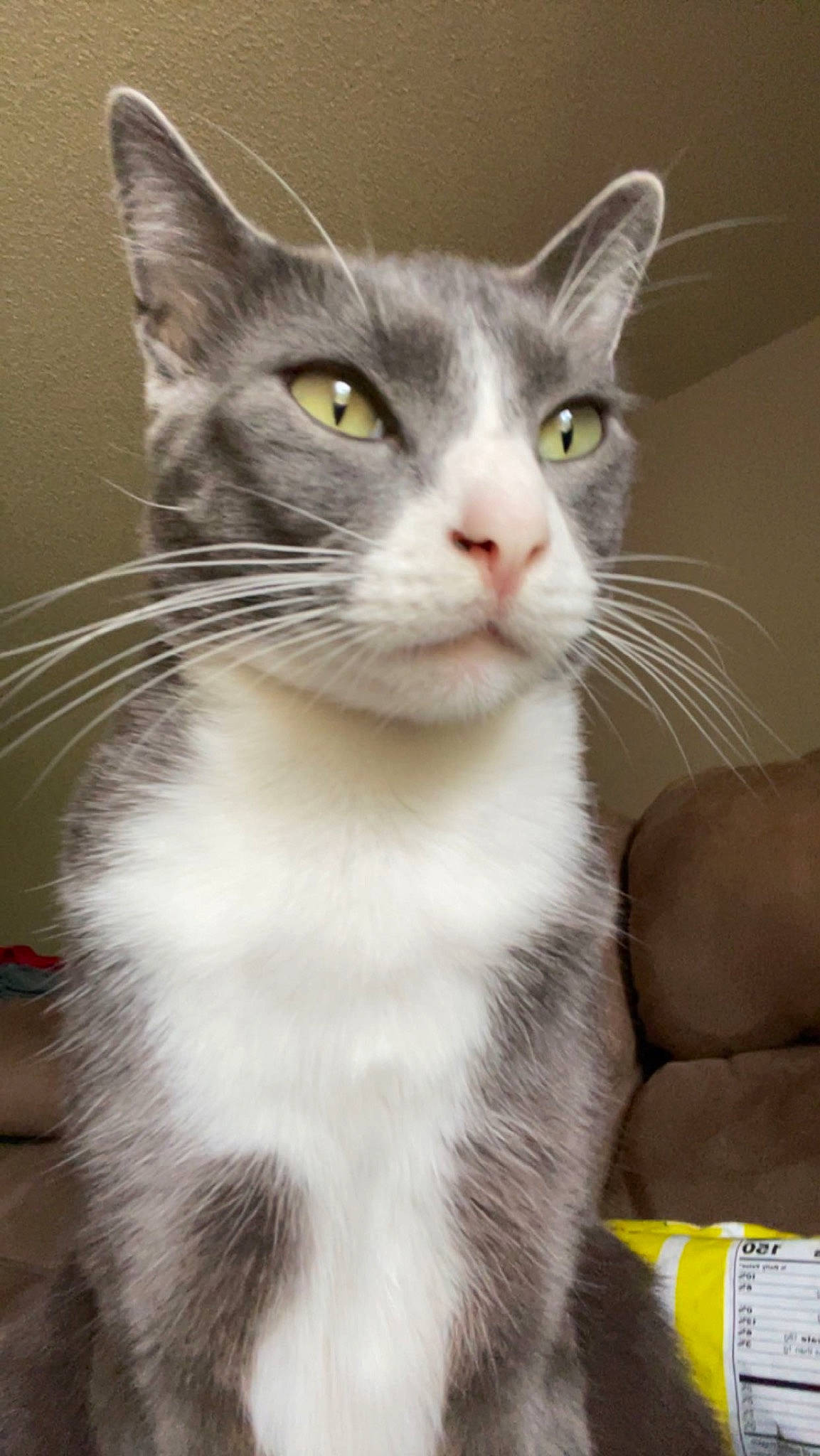 Fern joined the competition — help win amazing prizes! carnivore, cat, domestic_short_haired_cat, eye, felidae, fur, head, paw, small_to_medium_sized_cats, snout, tail, terrestrial_animal, whiskers, window