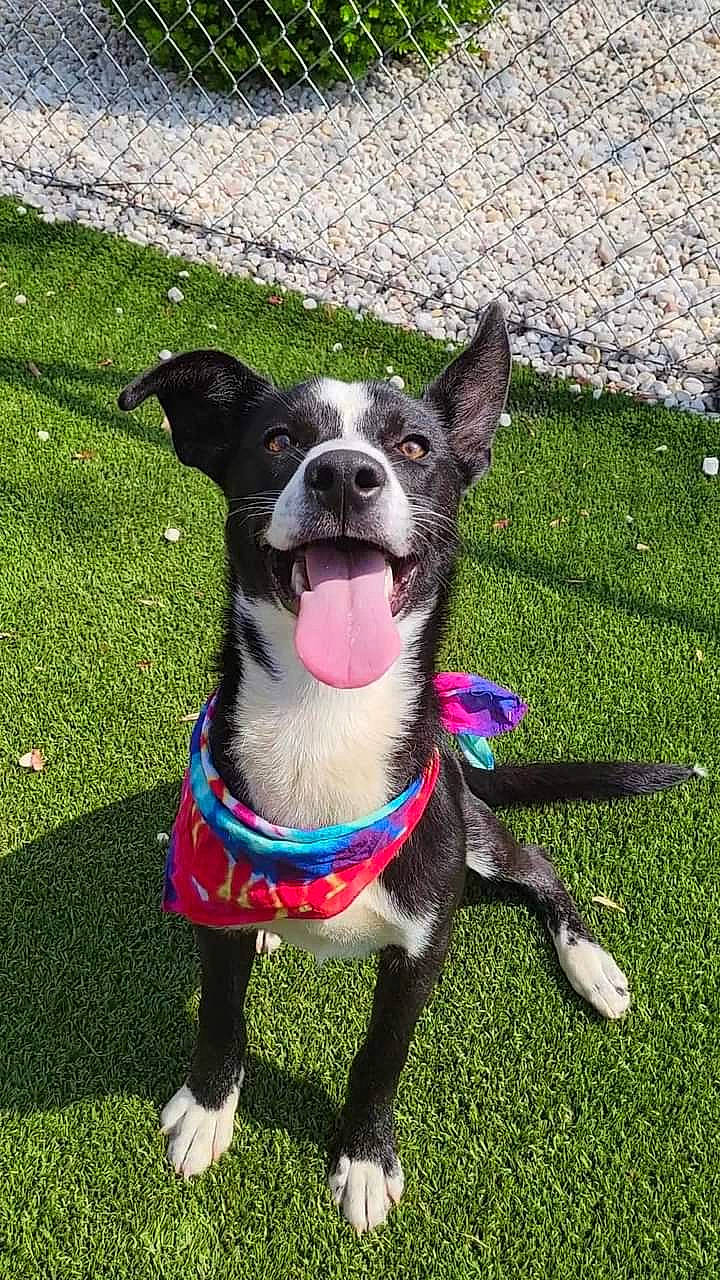 Foxy is registered to the contest to win money with this photo: canidae, carnivore, collar, companion_dog, dog, dog_breed, dog_collar, dog_supply, electric_blue, fashion_accessory, fawn, grass, leash, pet_supply, plant, snout, sporting_group, tail, whiskers, working_animal