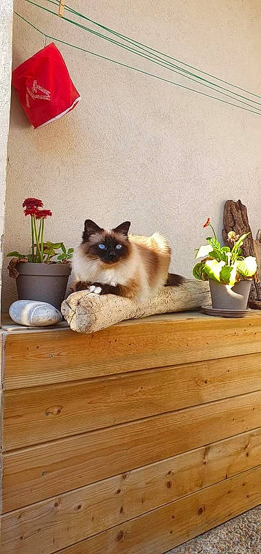Karl participe au concours pour gagner de l'argent avec cette photo : birman, carnivore, cat, coquelicot, fawn, felidae, flooring, flower, flowerpot, fur, grass, hardwood, houseplant, plant, siamese, small_to_medium_sized_cats, tail, thai, whiskers, wood