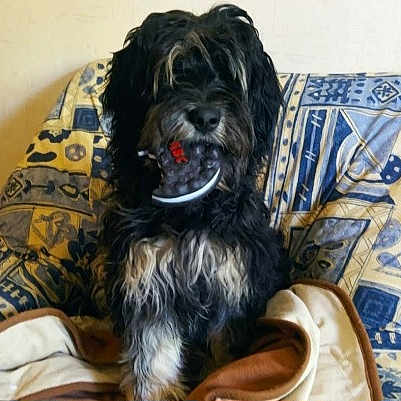 Miga participe au concours pour gagner de l'argent avec cette photo : dog, black_and_white, toy, armchair, patterned_fabric, blanket, indoor, pet, furniture, cozy, sitting, curious, content, living_room, canine, fur, animal, cute, companion, domestic