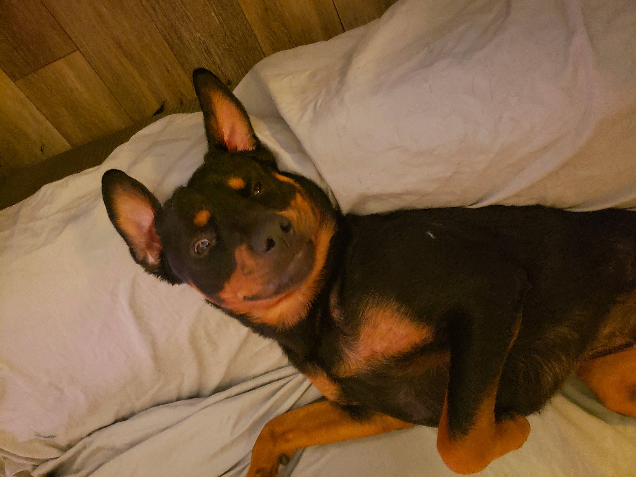 Bentley is registered to the contest to win money with this photo: brown, canidae, carnivore, comfort, companion_dog, dog, dog_breed, fawn, mammal, organ, organism, paw, pinscher, prazsky_krysarik, skin, snout, tan, vertebrate, whiskers, working_animal