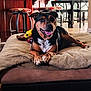 dog, pet, bed, indoor, furniture, toy, happy, brown, black, canine, animal, relaxed, cozy, home, floor, table, chair, blanket, paw, tongue