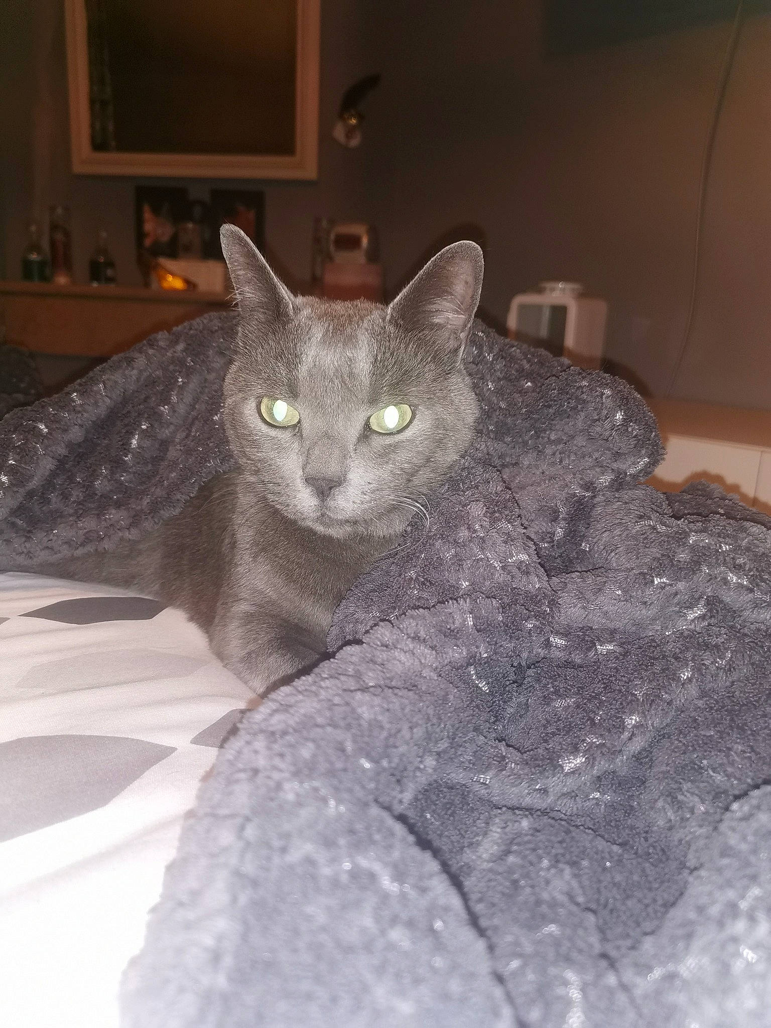 Tika a rejoint le concours — aidez-le/la à gagner de superbes lots ! art, carnivore, cat, comfort, domestic_short_haired_cat, felidae, fur, grey, metal, picture_frame, russian_blue, sculpture, small_to_medium_sized_cats, snout, television, terrestrial_animal, whiskers