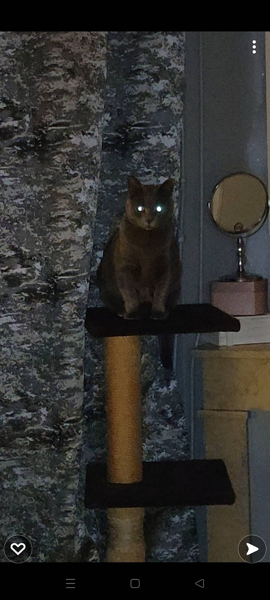 Tika a rejoint le concours — aidez-le/la à gagner de superbes lots ! black_cat, bombay, carnivore, cat, concrete, domestic_short_haired_cat, felidae, fur, grey, mirror, shadow, small_to_medium_sized_cats, snout, tail, tree, trunk, wall, whiskers, window, wood