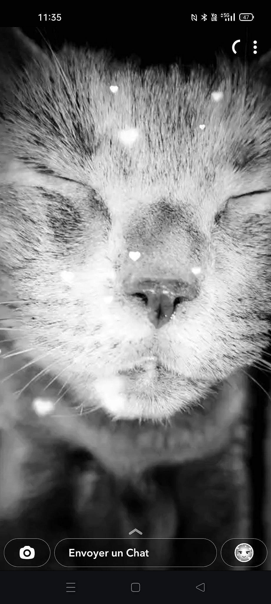 Tika participe au concours pour gagner de l'argent avec cette photo : black_and_white, carnivore, cat, close_up, domestic_short_haired_cat, felidae, fur, grass, grey, monochrome, monochrome_photography, organism, small_to_medium_sized_cats, snout, still_life_photography, style, symmetry, terrestrial_animal, whiskers, wildlife