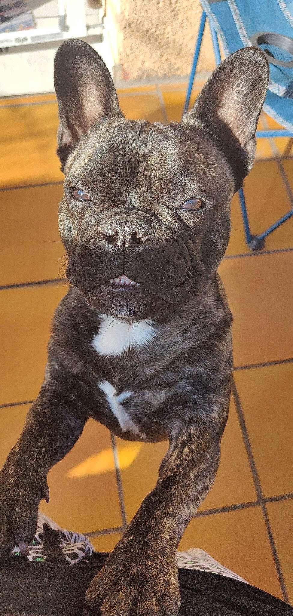 élio participe au concours pour gagner de l'argent avec cette photo : canidae, carnivore, collar, companion_dog, dog, dog_breed, dog_collar, ear, fawn, fur, liver, non_sporting_group, snout, sporting_group, tail, terrestrial_animal, toy_dog, whiskers, working_animal