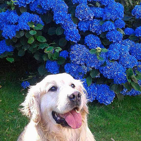 Diego