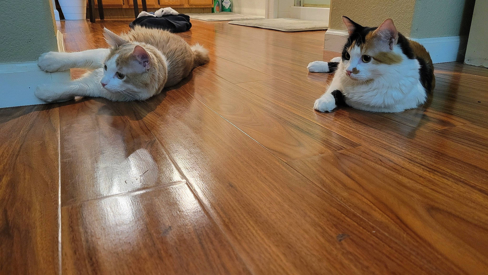 Star is registered to the contest to win money with this photo: carnivore, cat, comfort, companion_dog, fawn, felidae, floor, flooring, hardwood, human_leg, laminate_flooring, mammal, small_to_medium_sized_cats, tail, varnish, vertebrate, whiskers, wood, wood_flooring, wood_stain