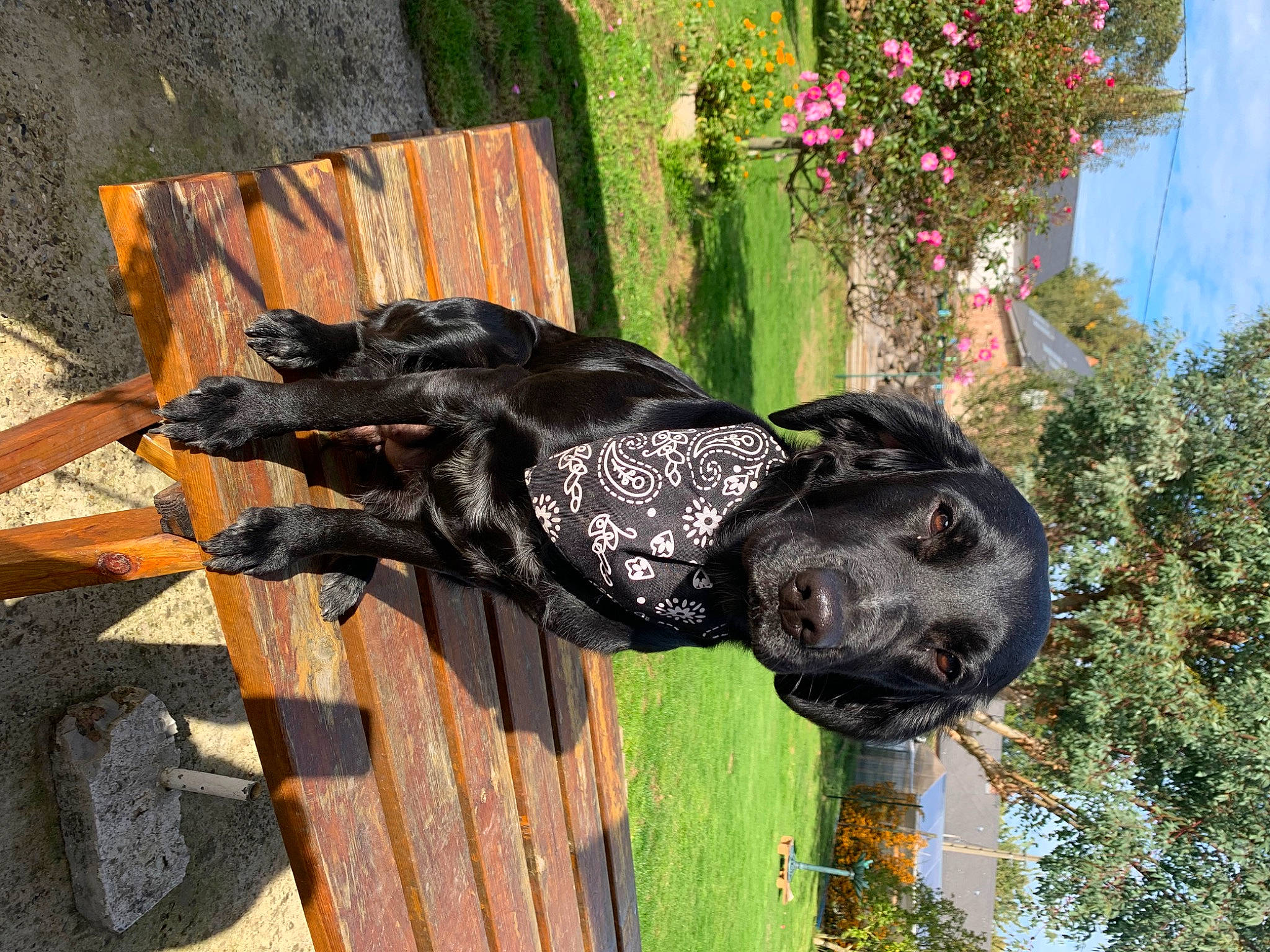 Tamy participe au concours pour gagner de l'argent avec cette photo : art, canidae, carnivore, dog, dog_breed, flower, grass, guard_dog, lawn_ornament, plant, sculpture, shrub, sky, sporting_group, statue, tail, tree, wood, working_animal