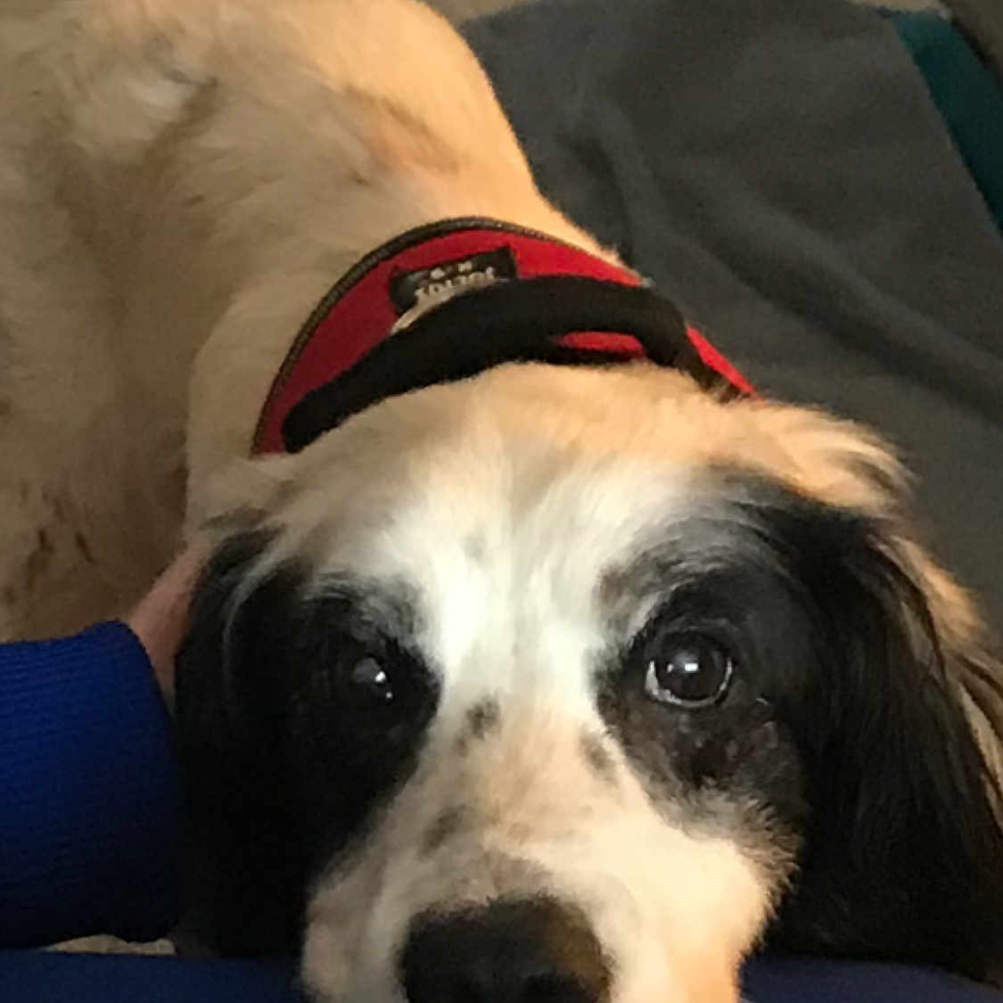 Ali participe au concours pour gagner de l'argent avec cette photo : canidae, carnivore, collar, comfort, companion_dog, couch, dog, dog_breed, dog_collar, dog_supply, fawn, fur, guard_dog, non_sporting_group, personal_protective_equipment, pet_supply, snout, sporting_group, whiskers, working_animal