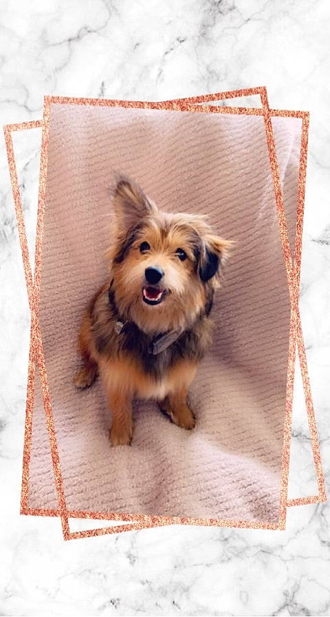 Gilbert is registered to the contest to win money with this photo: canidae, carnivore, clock, companion_dog, dog, dog_breed, dog_supply, fashion_accessory, fur, liver, pattern, rectangle, small_terrier, snout, sporting_group, terrier, toy_dog, whiskers, wood, working_dog