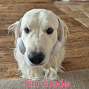 Taz participe au concours pour gagner de l'argent avec cette photo : dog, golden_retriever, headphones, indoor, wooden_floor, furniture, couch, pet, canine, listening, music, cute, animal, house, relaxed, portrait, companion, domestic, ears, friendly