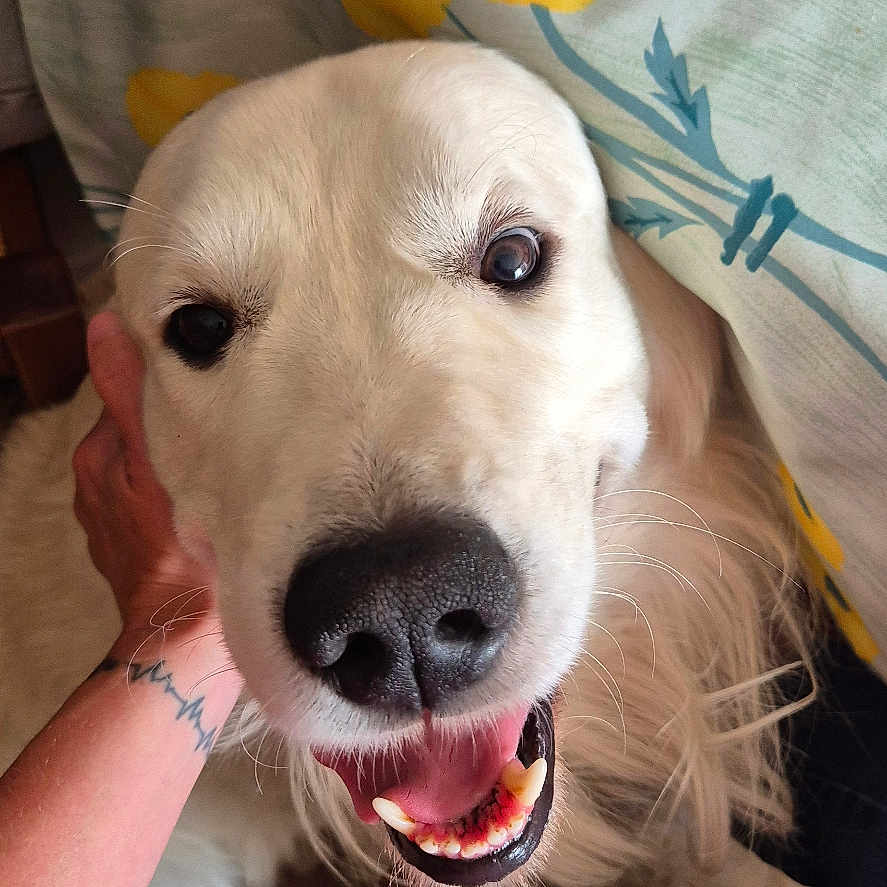 Taz participe au concours pour gagner de l'argent avec cette photo : dog, golden_retriever, pet, smiling, happy, face, mouth_open, tongue, hand, tablecloth, yellow_flowers, indoor, floor, person, tattoo, clothing, red_shirt, blue_pants, close_up, friendly